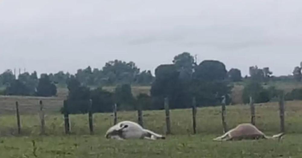 Foto: Reprodução / Arquivo Pessoal