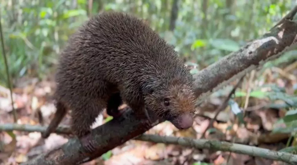 O ouriço-preto foi um dos animais reintegrados à natureza, na RPPN Lontra, em janeiro deste ano/ Foto: Acervo Bracell 