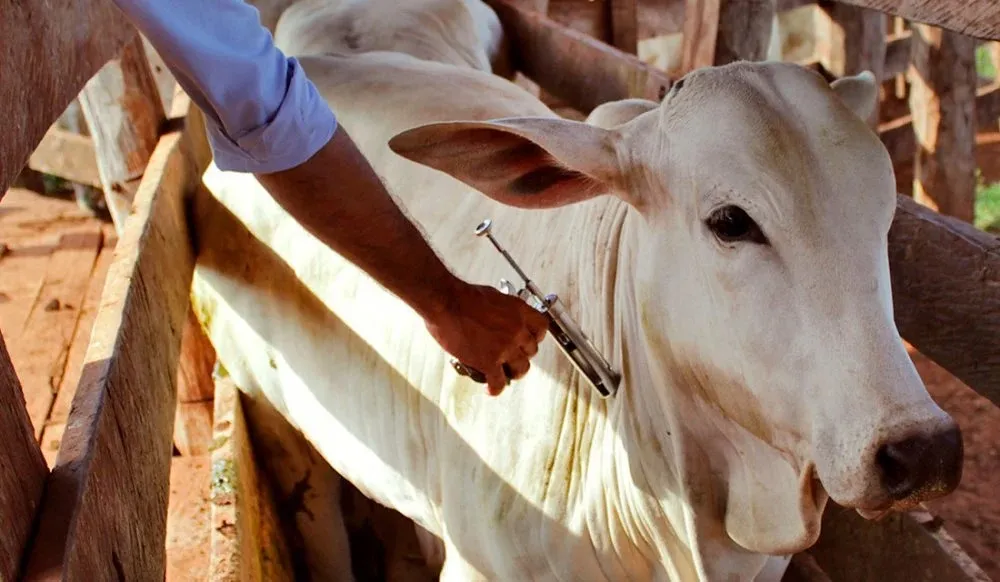 Para participar da exposição, o animal precisa seguir uma série de requisitos - Foto: Reprodução/ Prefeitura de Barra do Piraí