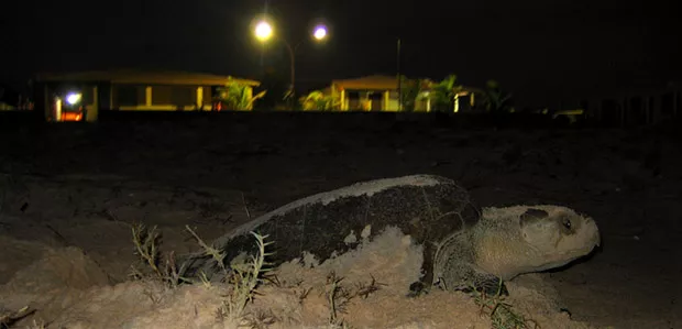 Impactos Ambientais por excesso de Iluminação em regiões litorâneas: Uma Ameaça às Tartarugas no Litoral Norte da Bahia
