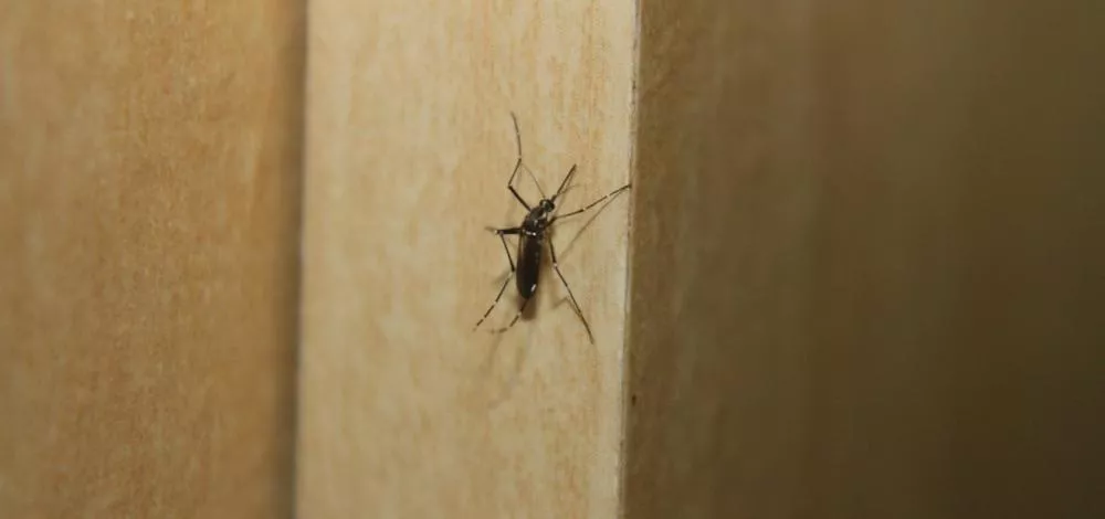 Foto: Alex G. Ramos/Pixabay