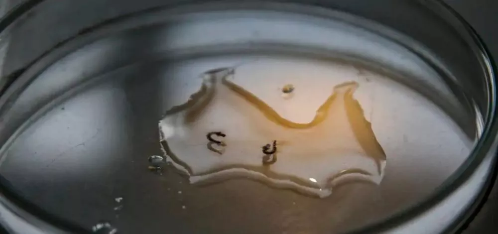 Foto: Marcelo Camargo/Agência Brasil