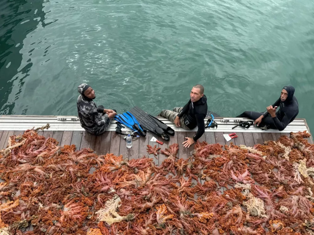Mais de 5 toneladas de espécie bioinvasora foram retiradas da Baía de Todos-os-Santos Crédito: SEMA/INEMA e PRÓMAR