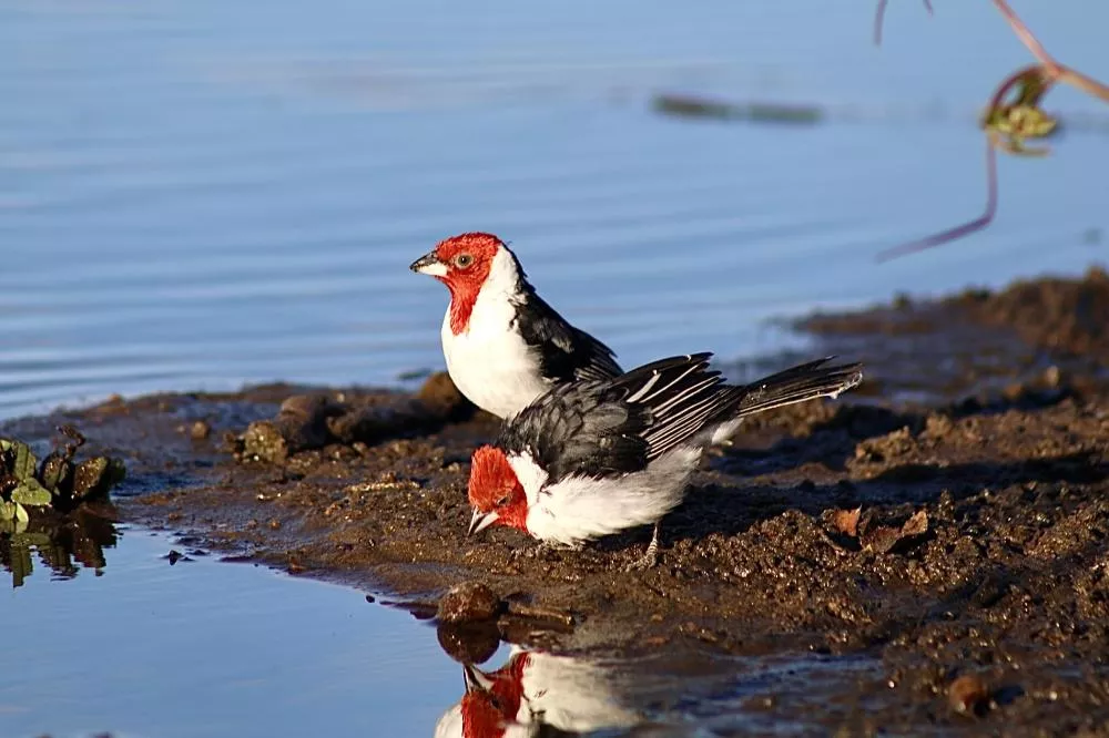 Fotos: Matheus Lemos- Ascom/Sema