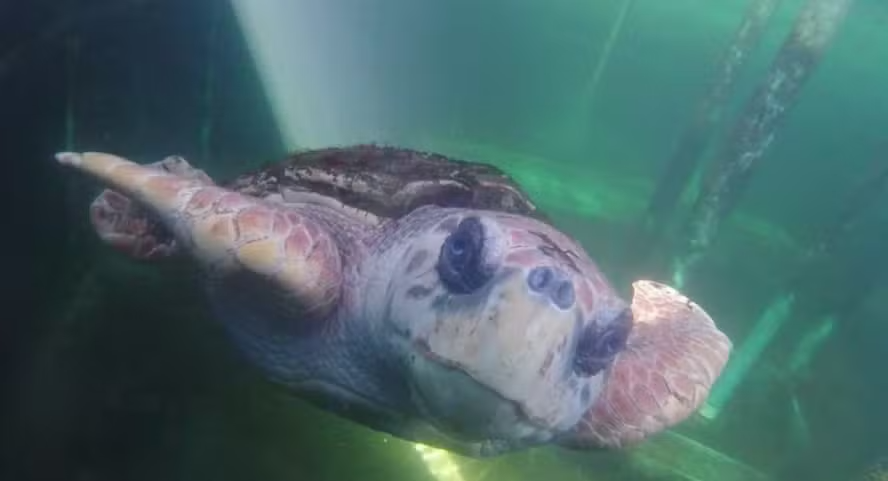 Jorge nadando em piscina com água salgada, durante o processo de reabilitação — Foto: Divulgação
