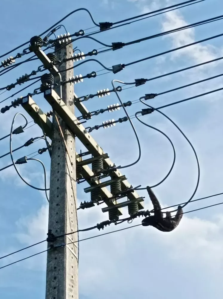 Bicho-preguiça é resgatado após ser visto em fios de poste no interior do Ace — Foto: Asscom/Energisa