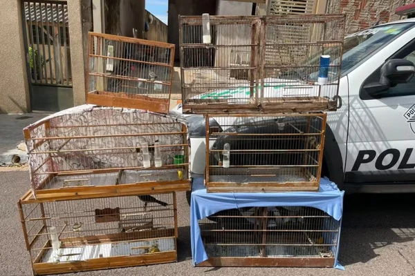 Aves silvestres foram devolvidas à natureza Crédito: Reprodução/Polícia Ambiental