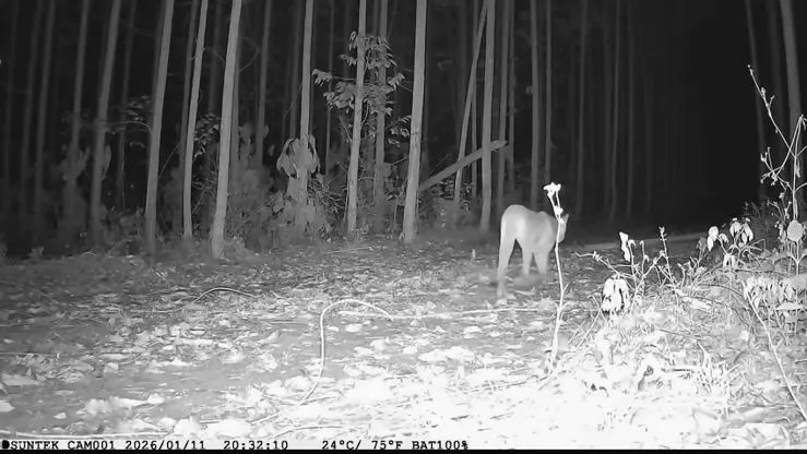 A espécie é conhecida como suçuarana ou puma - Foto: Acervo Bracell