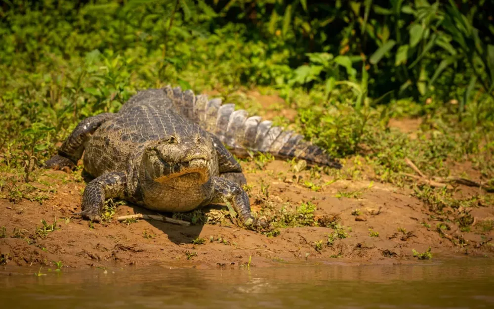 Os animais costumam ser vistos no rio da cidade - Foto: Ilustrativa | Magnific