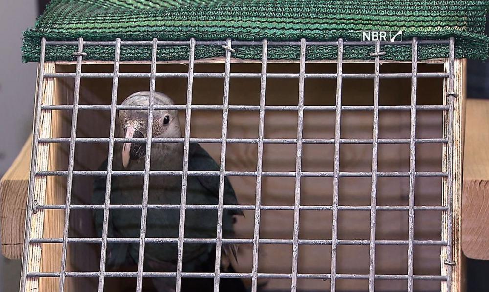 Foram anos de planejamento até que projeto conseguisse trazer para o Brasi mais de 50 animais que viviam em cativeiro na Europa - Foto: Reprodução | TV NBr