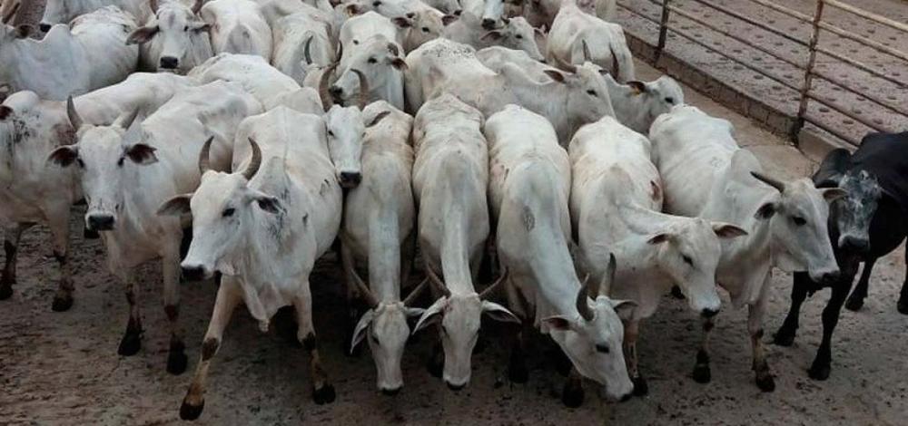 Após caso de 'vaca louca', vendas de carne bovina à China são suspensas