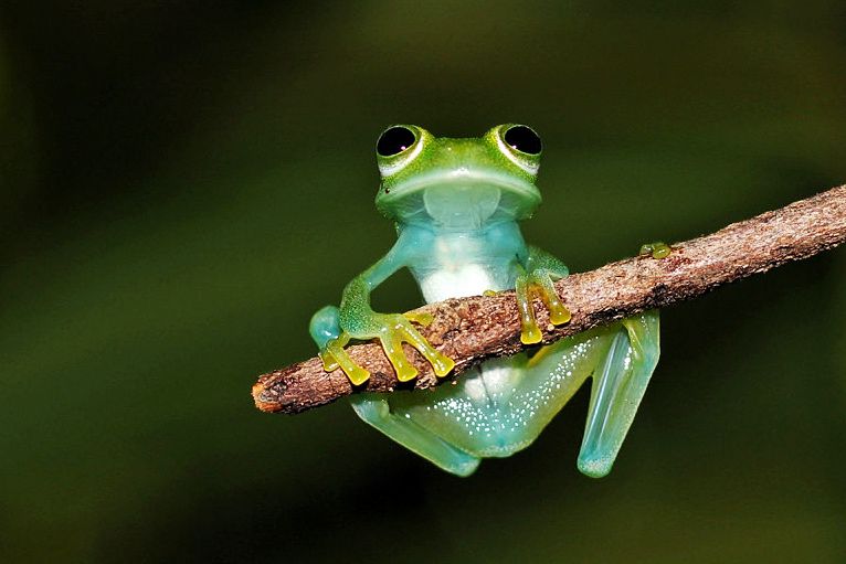 A perereca-de-vidro é uma espécie endêmica da Mata Atlântica/ Foto: Acervo Bracell