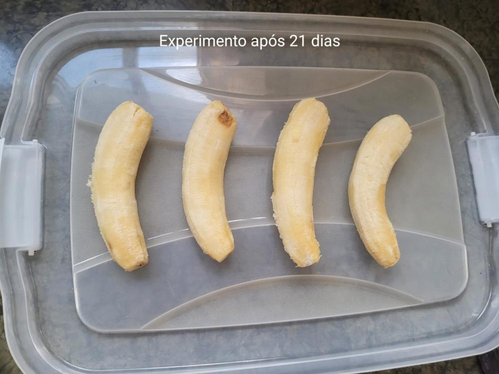 A proposta de pesquisa teve início quando as alunas perceberam que havia grande desperdício de bananas - Foto: Divulgação I Secti