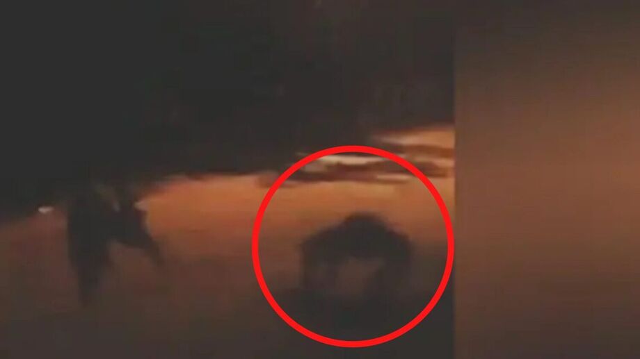 Vídeo de lobisomem no Amado Bahia ultrapassa 20 mil visualizações