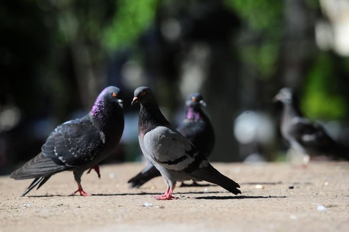 Doença do pombo causa morte de mulher na Bahia - Foto: Porthus Junior / Agencia RBS